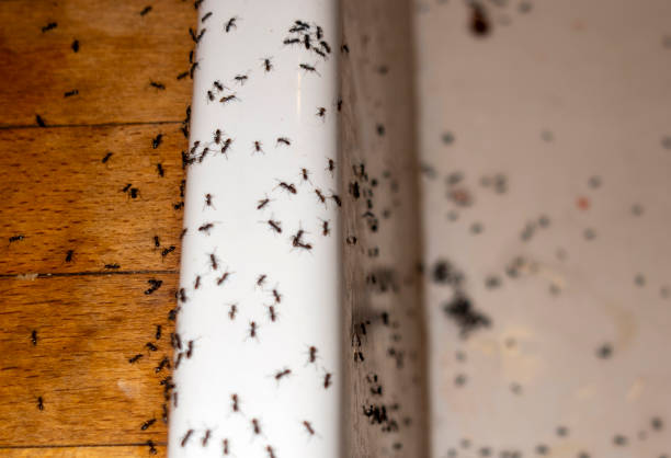 Trusted Toulon, IL Pest Control Experts